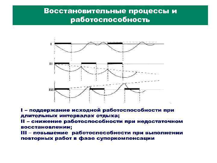 Восстановительные процессы и работоспособность 