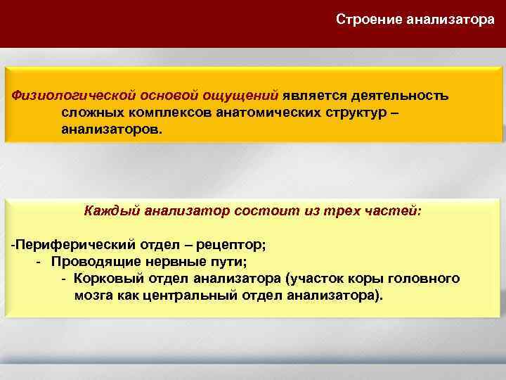 Строение анализатора Физиологической основой ощущений является деятельность сложных комплексов анатомических структур – анализаторов. Каждый