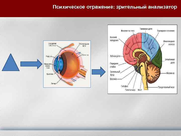 Психическое отражение: зрительный анализатор 