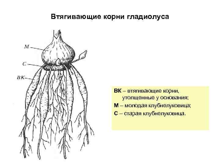 Корневая система тюльпана. Гладиолус строение корня. Корневая система луковицы. Корневая система луковичных и клубнелуковичных. Корневая система у гладиолусов.
