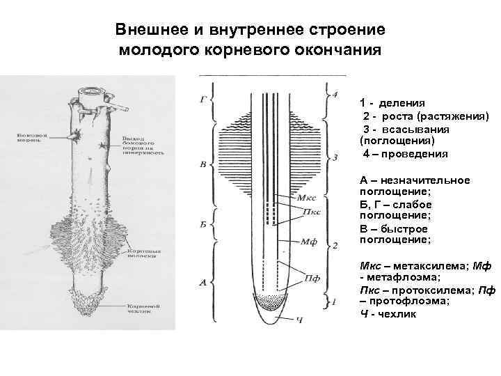 Внутреннее строение корня рисунок