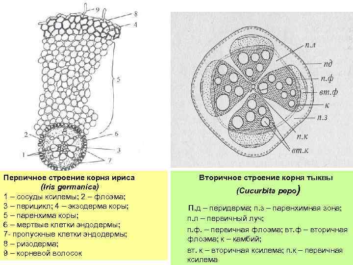 Рисунок первичное строение корня