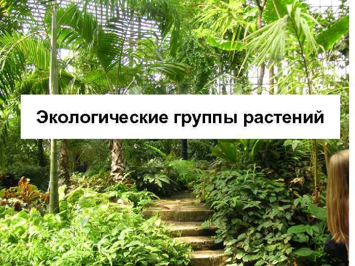 Экологические группы растений 