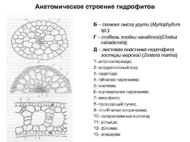 Анатомическое строение гидрофитов Б – сегмент листа урути (Myriophyllum sp. ); Г – стебель