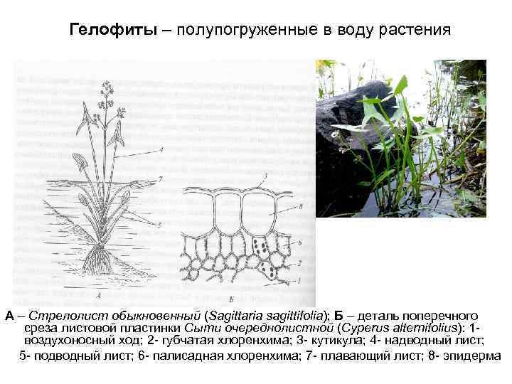 Гелофиты – полупогруженные в воду растения А – Стрелолист обыкновенный (Sagittaria sagittifolia); Б –