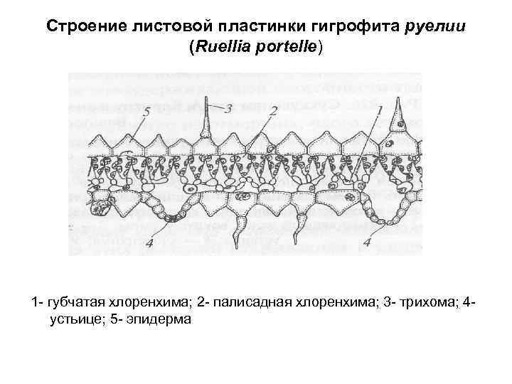 Строение листовой пластинки гигрофита руелии (Ruellia portelle) 1 - губчатая хлоренхима; 2 - палисадная
