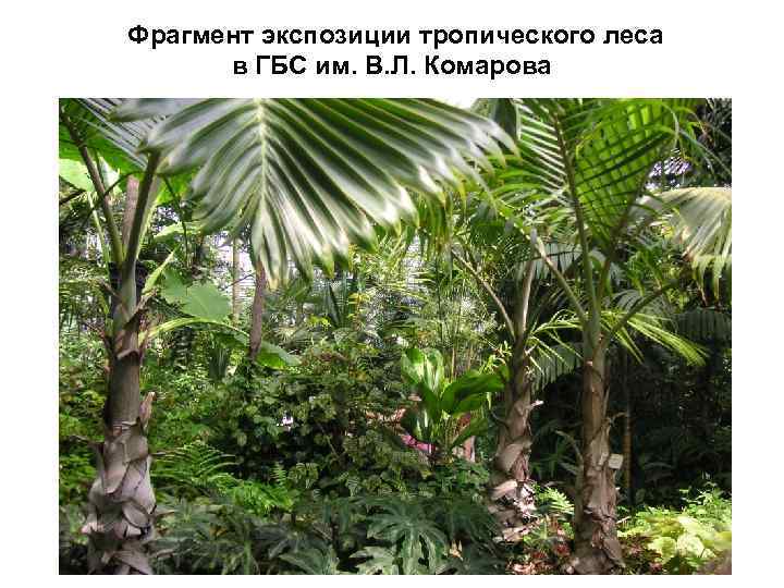 Фрагмент экспозиции тропического леса в ГБС им. В. Л. Комарова 