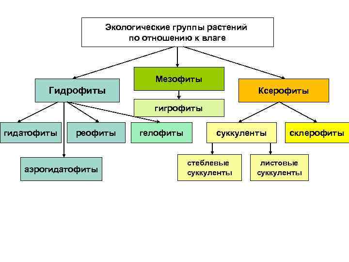 Экологические группы растений по отношению к влаге Мезофиты Гидрофиты Ксерофиты гигрофиты гидатофиты реофиты аэрогидатофиты
