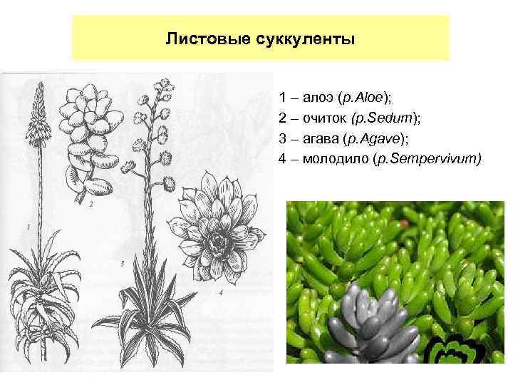 Листовые суккуленты 1 – алоэ (р. Aloe); 2 – очиток (р. Sedum); 3 –