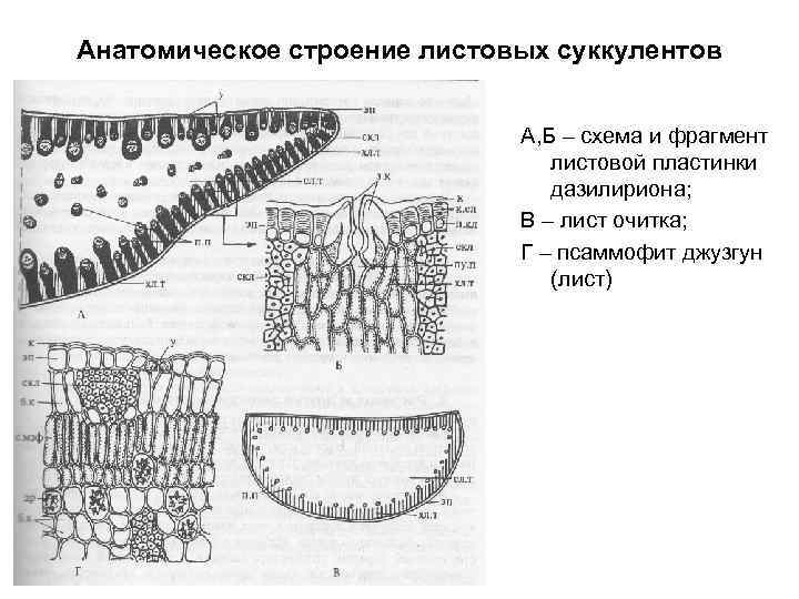 Анатомическое строение листовых суккулентов А, Б – схема и фрагмент листовой пластинки дазилириона; В