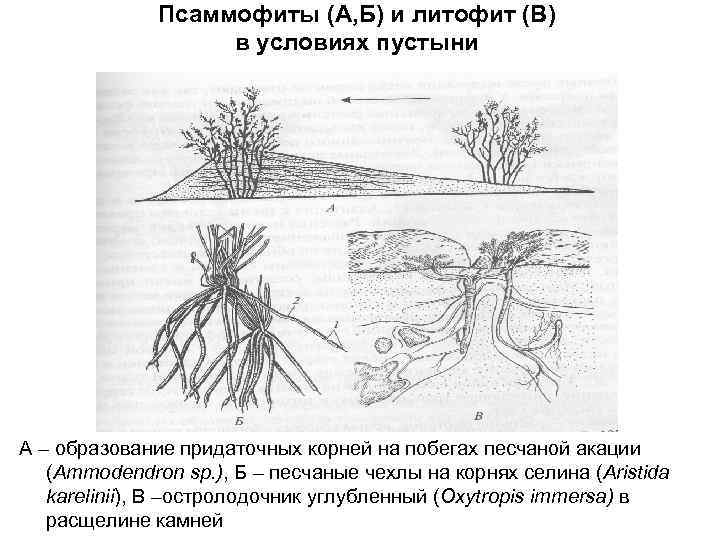 Псаммофиты (А, Б) и литофит (В) в условиях пустыни А – образование придаточных корней