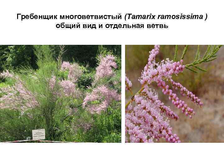 Гребенщик многоветвистый (Tamarix ramosissima ) общий вид и отдельная ветвь 