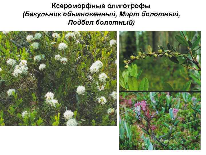 Ксероморфные олиготрофы (Багульник обыкновенный, Мирт болотный, Подбел болотный) 