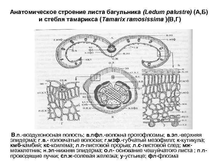 Анатомическое строение листа багульника (Ledum palustre) (А, Б) и стебля тамарикса (Tamarix ramosissima )(В,