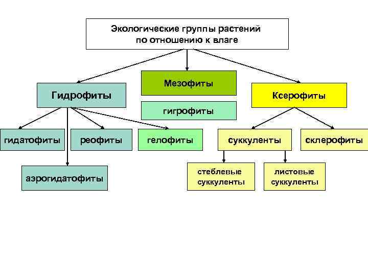 Экологические группы растений по отношению к влаге Мезофиты Гидрофиты Ксерофиты гигрофиты гидатофиты реофиты аэрогидатофиты