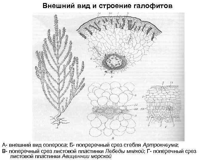 Внешний вид и строение галофитов А- внешний вид солероса; Б- попреречный срез стебля Артрокнеума;