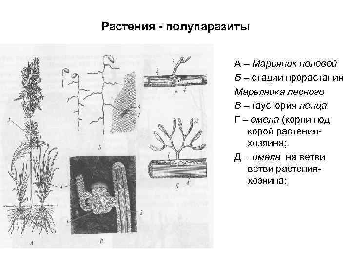 Растения - полупаразиты А – Марьяник полевой Б – стадии прорастания Марьяника лесного В