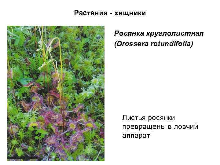 Растения - хищники Росянка круглолистная (Drossera rotundifolia) Листья росянки превращены в ловчий аппарат 