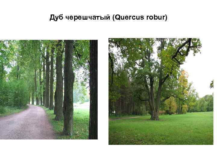 Дуб черешчатый (Quercus robur) 