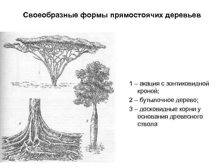 Своеобразные формы прямостоячих деревьев 1 – акация с зонтиковидной кроной; 2 – бутылочное дерево;