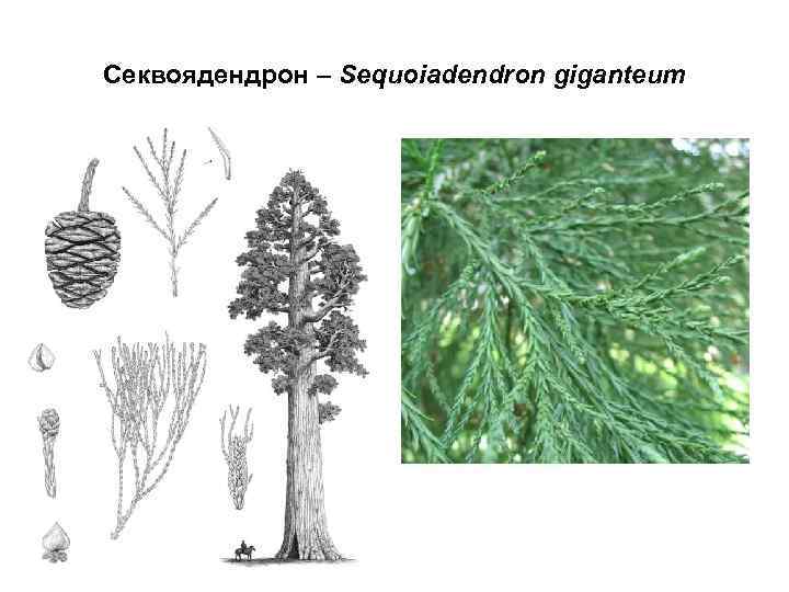 Секвоядендрон – Sequoiadendron giganteum 