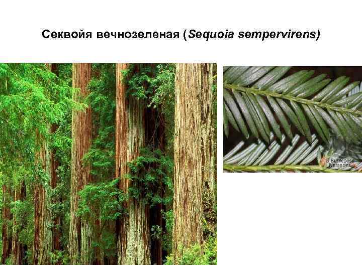 Секвойя вечнозеленая (Sequoia sempervirens) 