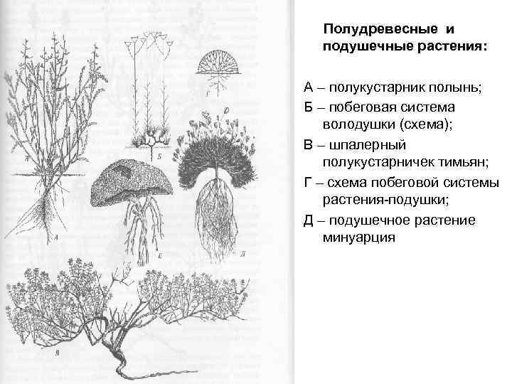 Полудревесные и подушечные растения: А – полукустарник полынь; Б – побеговая система володушки (схема);