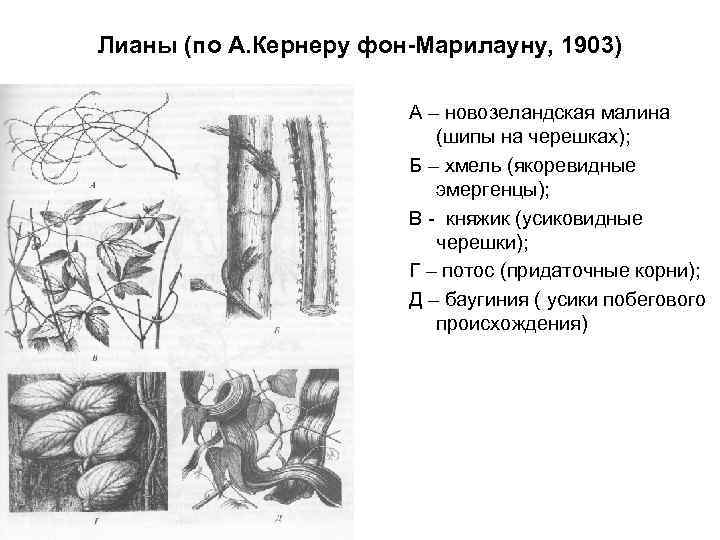 Строение побеговой системы. Жизненная форма лианы. Строение эмергенцев. Эмергенцы у растений. Усики побегового происхождения.