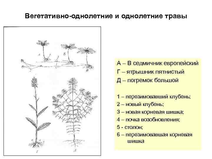 Вегетативно-однолетние и однолетние травы А – В седмичник европейский Г – ятрышник пятнистый Д