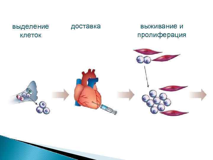 Выделение клетки. Способы выделения клеток. Экскреция клетки. Клетка выделяет.