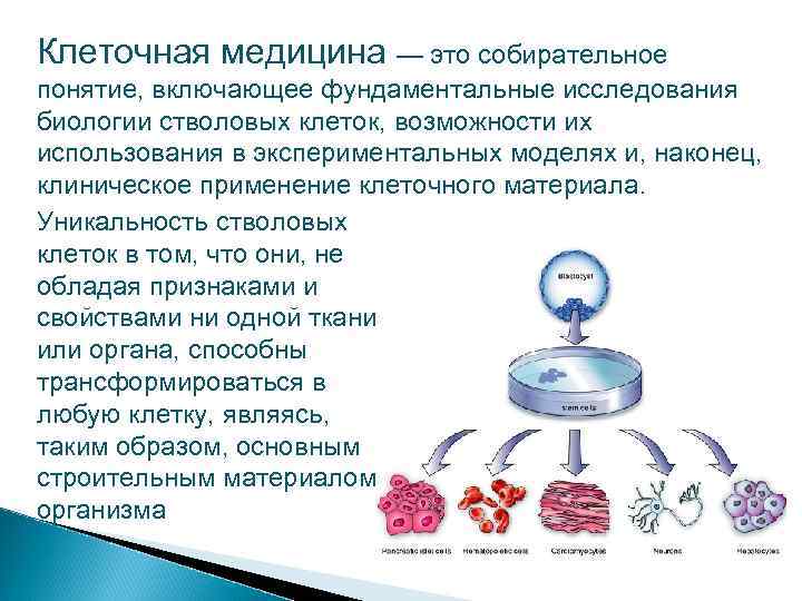 Стволовые клетки и их применение в медицине презентация