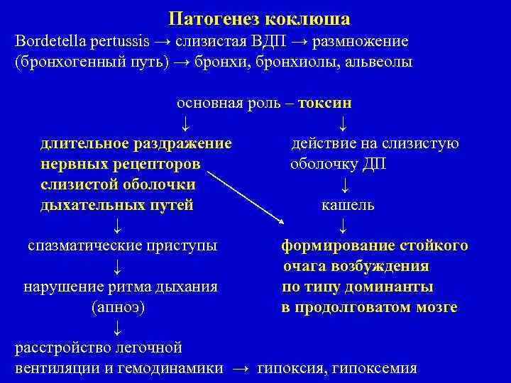 Патогенез коклюша Bordetella pertussis → слизистая ВДП → размножение (бронхогенный путь) → бронхи, бронхиолы,