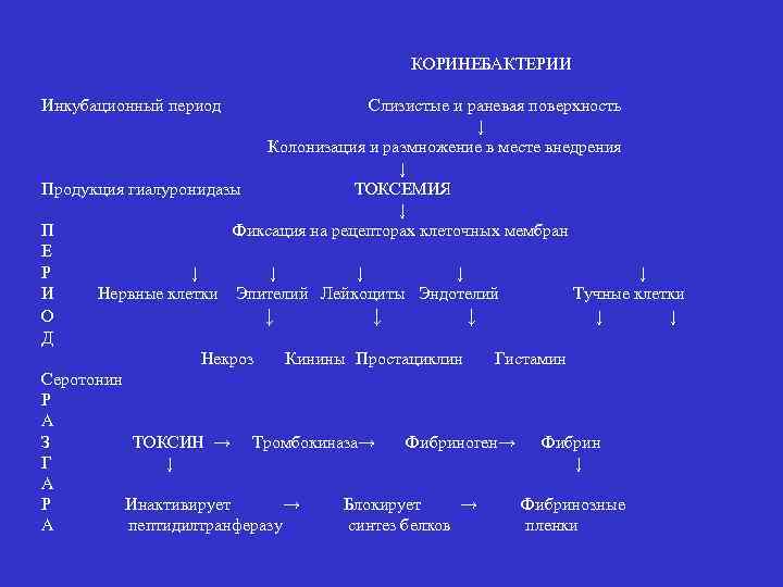 КОРИНЕБАКТЕРИИ Инкубационный период Слизистые и раневая поверхность ↓ Колонизация и размножение в месте внедрения