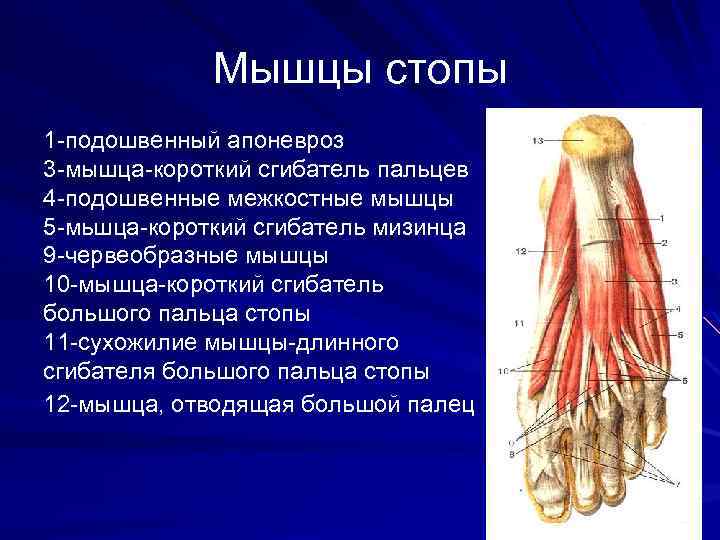 Мышцы стопы 1 -подошвенный апоневроз 3 -мышца-короткий сгибатель пальцев 4 -подошвенные межкостные мышцы 5