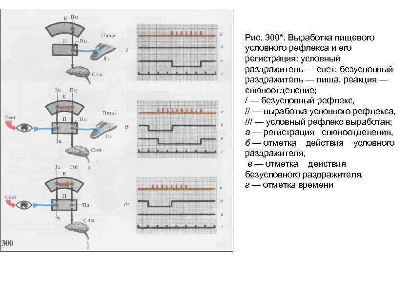 Рис. 300*. Выработка пищевого условного рефлекса и его регистрация: условный раздражитель — свет, безусловный