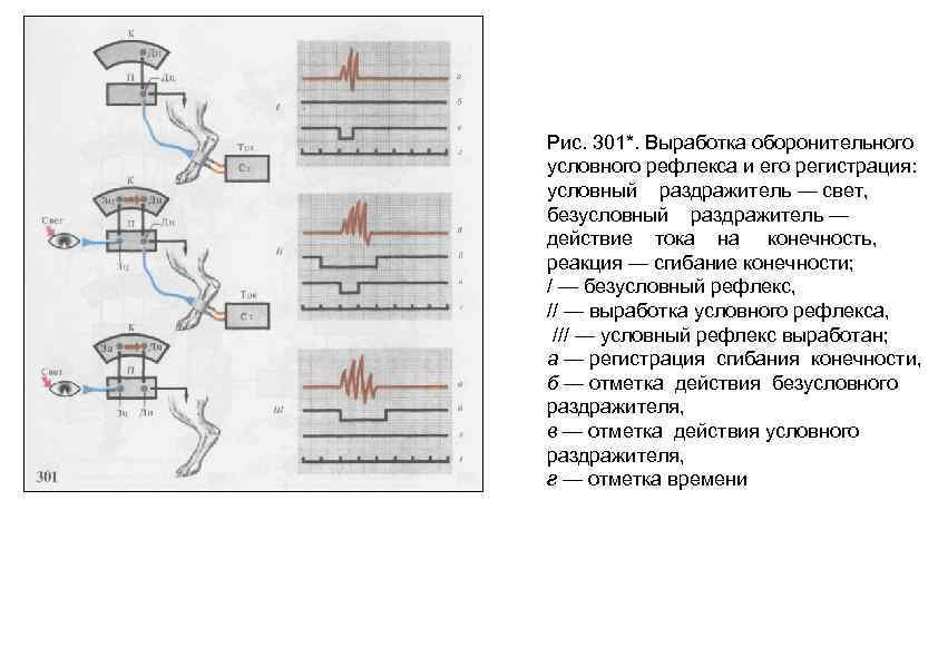 Рис. 301*. Выработка оборонительного условного рефлекса и его регистрация: условный раздражитель — свет, безусловный