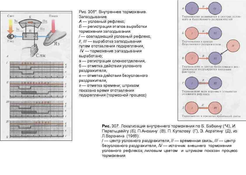Рис. 306*. Внутреннее торможение. Запаздывание. А — условный рефлекс; Б — регистрация этапов выработки
