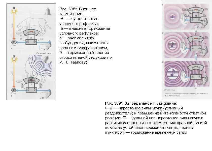 Рис. 308*. Внешнее торможение. А — осуществление условного рефлекса; Б — внешнее торможение условного