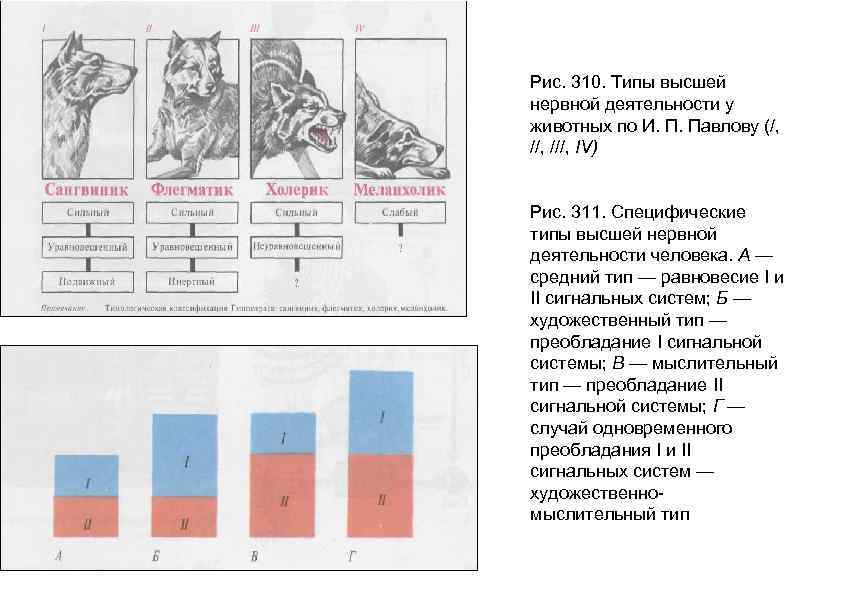 Рис. 310. Типы высшей нервной деятельности у животных по И. П. Павлову (/, //,