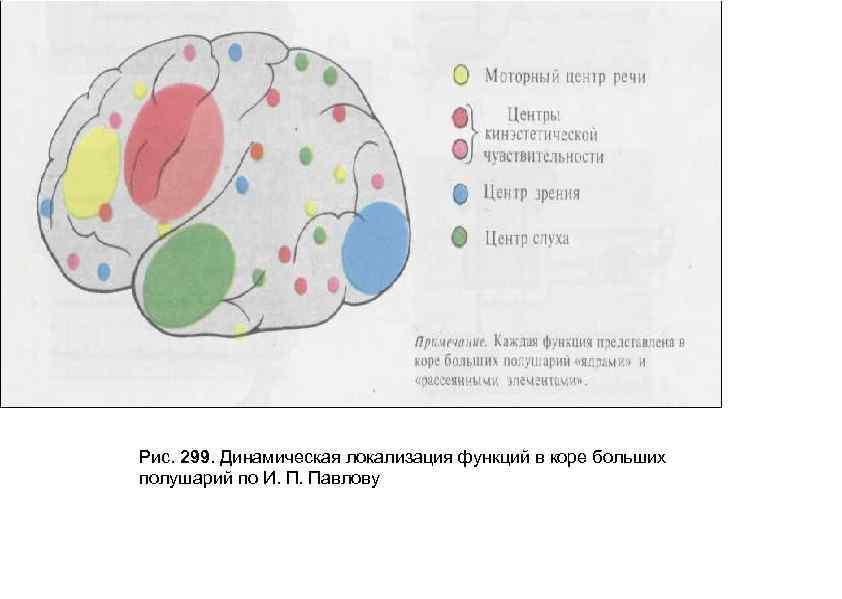 Рис. 299. Динамическая локализация функций в коре больших полушарий по И. П. Павлову 