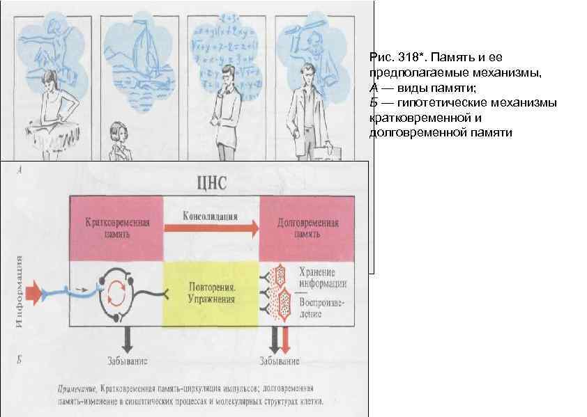 Рис. 318*. Память и ее предполагаемые механизмы, А — виды памяти; Б — гипотетические