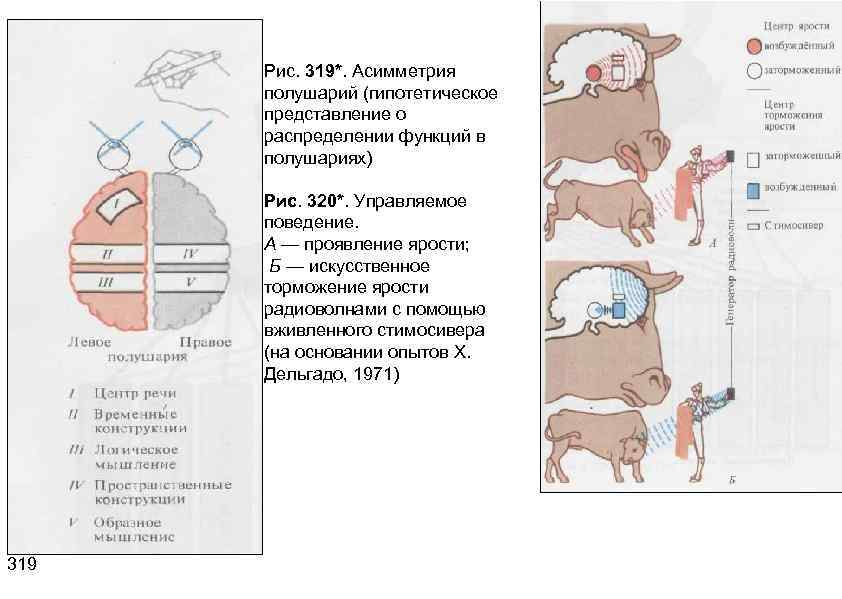 Рис. 319*. Асимметрия полушарий (гипотетическое представление о распределении функций в полушариях) Рис. 320*. Управляемое