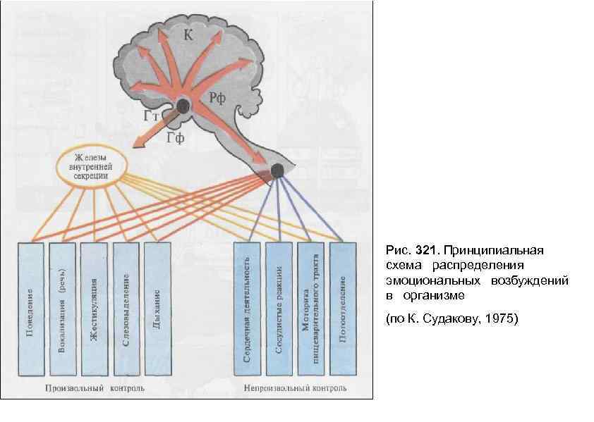Рис. 321. Принципиальная схема распределения эмоциональных возбуждений в организме (по К. Судакову, 1975) 