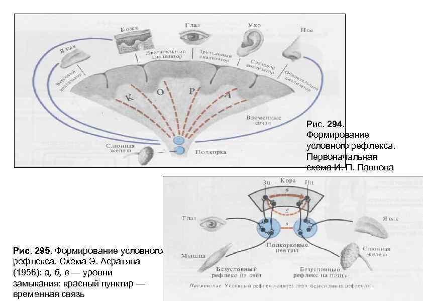 Схема условного рефлекса по павлову