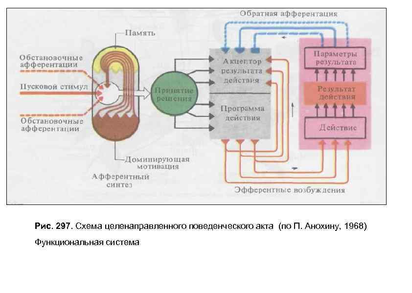 Рис. 297. Схема целенаправленного поведенческого акта (по П. Анохину, 1968) Функциональная система 
