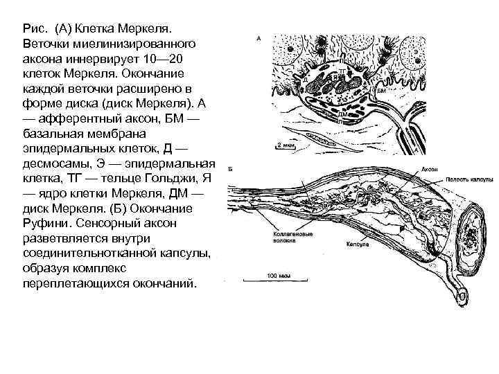 Какие виды рецепторов кожи вам известны. Тельца Гольджи Маццони. Осязательные эпителиоциты Меркеля Афанасьева. Строение клетки Меркеля. Тельце Маццони и тельце Меркеля.