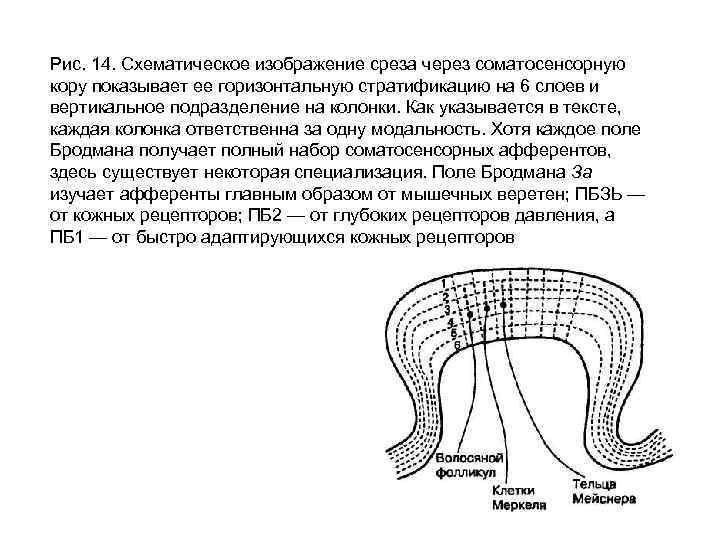 Рис. 14. Схематическое изображение среза через соматосенсорную кору показывает ее горизонтальную стратификацию на 6