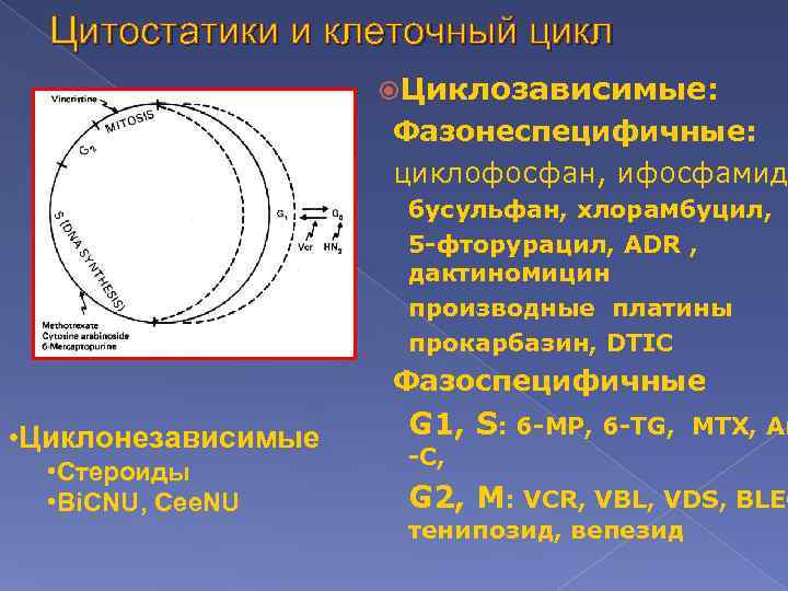 Цитостатики и клеточный цикл Циклозависимые: Фазонеспецифичные: циклофосфан, ифосфамид бусульфан, хлорамбуцил, 5 -фторурацил, ADR ,