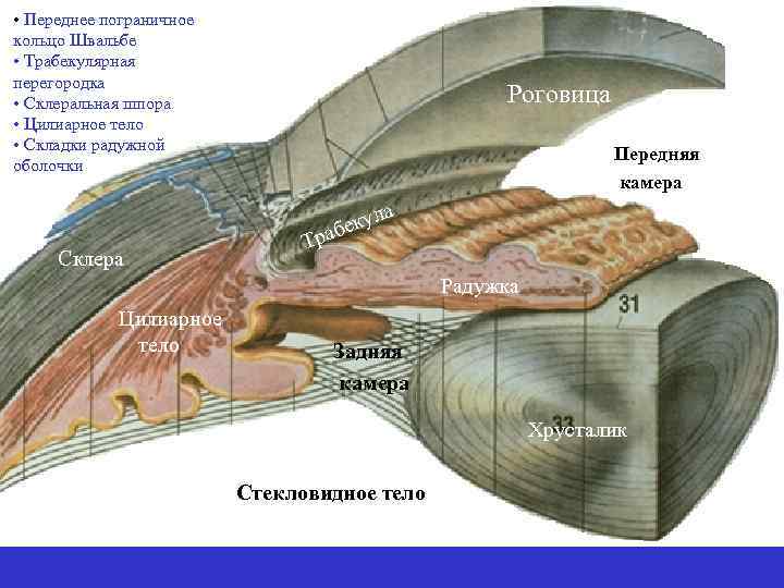  • Переднее пограничное кольцо Швальбе • Трабекулярная перегородка • Склеральная шпора • Цилиарное
