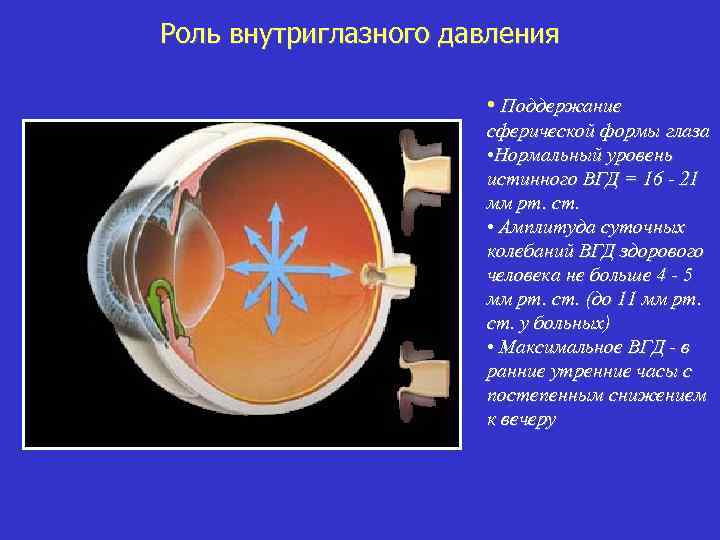 Роль внутриглазного давления • Поддержание сферической формы глаза • Нормальный уровень истинного ВГД =